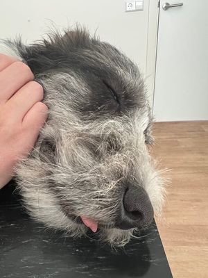 A close up of my dogs face on a operating table. He appears to be knocked out with his eyes slightly opens and his tongue slightly sticking out of his mouth.