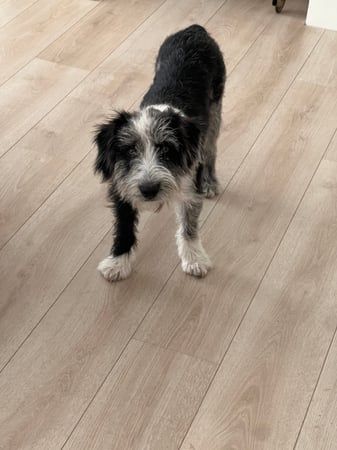 A picture of my dog Tofu. He's just standing there.