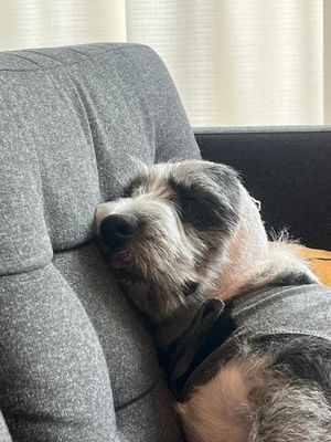 A black and white dog sleeping on a couch with a head covering.