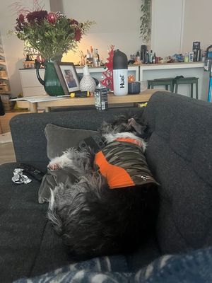 A black and white dog asleep on a sofa. He’s resting his head on a pillow. The dog is wearing a camouflage shirt with orange accents. There’s a Nintendo Switch controller below his head on the pillow. 