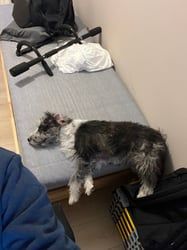 A black and white dog laying in their side on a gray mattress. The dogs body extends past the edge of the bed in a way where one would think he would have fallen off the edge by now.