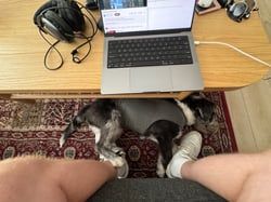 A picture of a floor. On the floor is a carpet and a table. On the table is an open laptop and some headphones and sunglasses. On the carpet is a black and white dog laying by my feet sleeping. The dog is wearing a gray shirt.