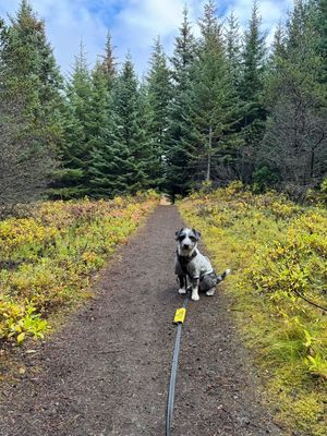 A path in a forest or a wooden area. There’s a black and white medium sized dog sitting on the path. The dog is wearing a harness and a leash as well as a gray dog-hoodie.