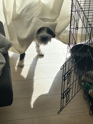 My dog Tofu is behind our curtains and peeking his head through. It looks like he has a hood on. In the foreground is his crate and our sofa.