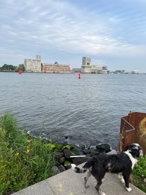 A rocky beach with some bits of trash lying around. There’s some greenery. In the background across the water are some buildings. In the foreground is some concrete pavement and a black and white dog is standing on it.