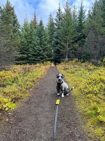 A path in a forest or a wooden area. There's a black and white medium sized dog sitting on the path. The dog is wearing a harness and a leash as well as a gray dog-hoodie.